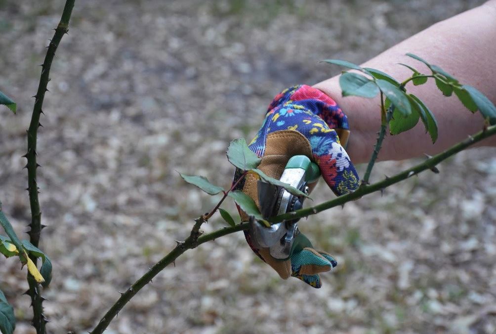 Vijf Tips Voor Het Eenvoudig Onderhouden Van Bomen In Jouw Tuin Hot